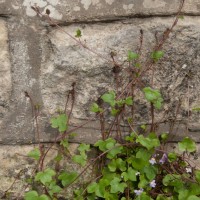 Ivy-leaved Toadflax